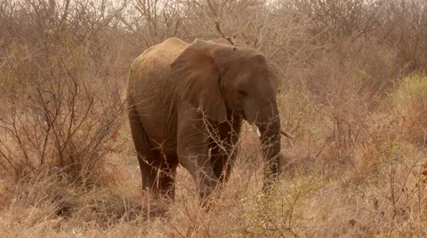 Elephant in Bush Video stock 46464230