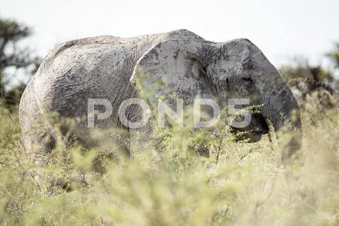 Elephant In The Bushes Of Southern Africa Stock Photos