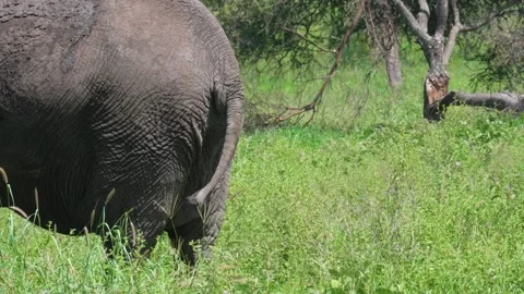 Elephant Butt Vídeos de archivo 301899164