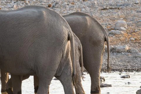 Elephant butts Stockfoto's