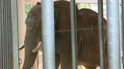 Elephant cage Stock Footage 10880241