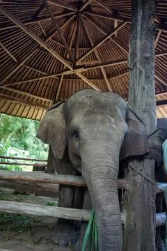 Elephant in the cage Stock Photos