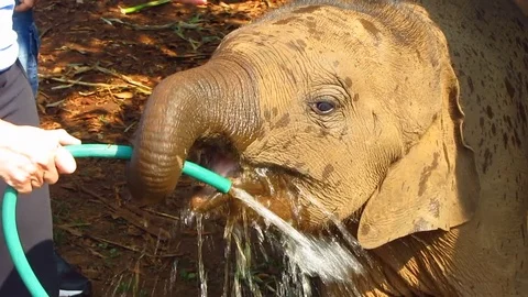 Elephant Calf Drinking From Hose Stock Footage 81727483