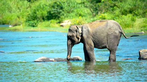 Elephant calf drinking water in the river Stock Footage 58311617