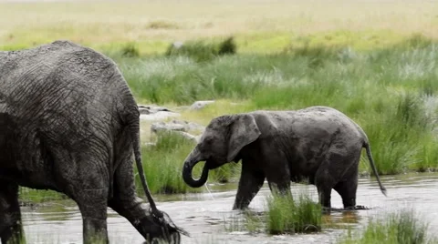 ELEPHANT CALF DRINKS AND WALKS 库存影片 48769006