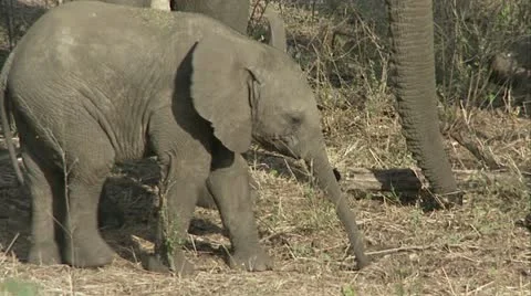 Elephant calf eating Stock Footage 12360639