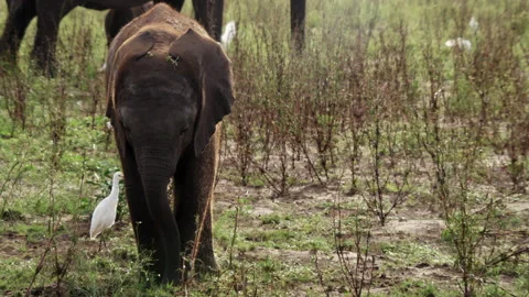 Elephant calf feeding Stock Footage 186940297