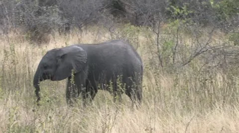 Elephant Calf Video stock 22385573