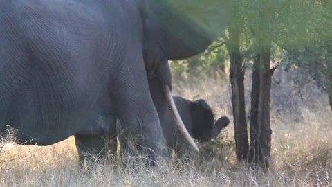 Elephant with calf Stock Footage 93049281