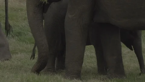 An elephant with a calf Stock Footage 291133436