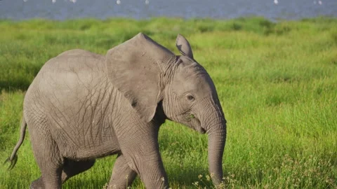 Elephant calf Stock Footage 304088598