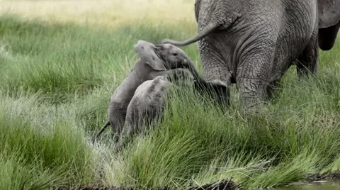 ELEPHANT CALF JUMPS ON Video stock 48767526