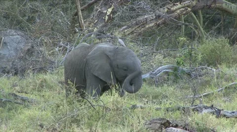 ELEPHANT CALF IN JUNGLE. 動画素材 18193424