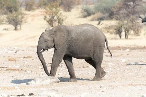 Elephant Calf in Namibia Stock Photos