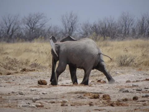 An elephant calf in namibia Stock Photos