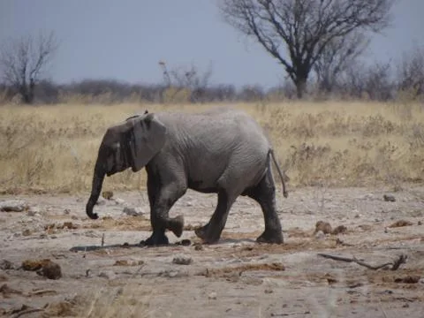 An elephant calf in namibia Stock Photos