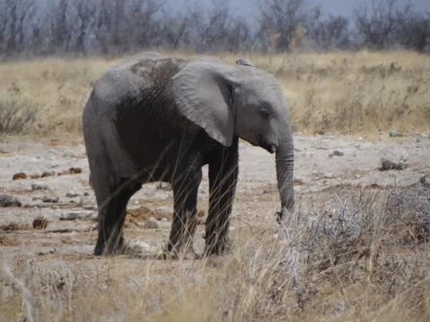 An elephant calf in namibia Stock Photos