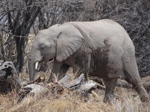 An elephant calf in namibia Stock Photos