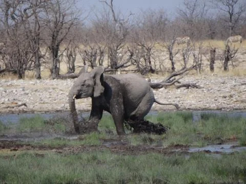 An elephant calf in namibia Stock Photos