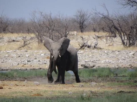 An elephant calf in namibia Stock Photos