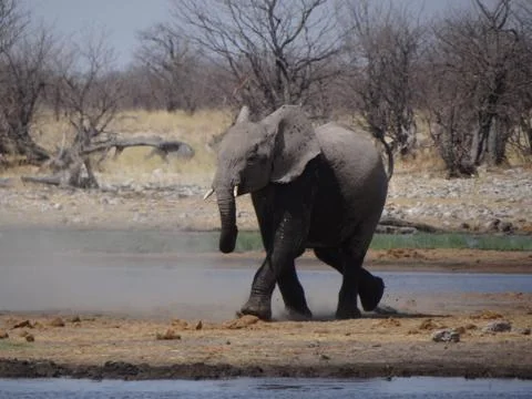 An elephant calf in namibia Stock Photos