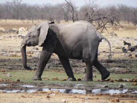 An elephant calf in namibia Stock Photos