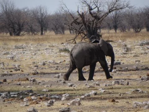 An elephant calf in namibia Foto stock