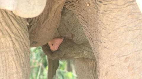ELEPHANT CALF NURSES 库存影片 20491746