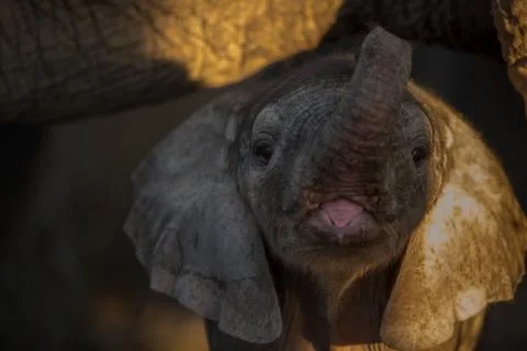 Elephant calf Stock Photos