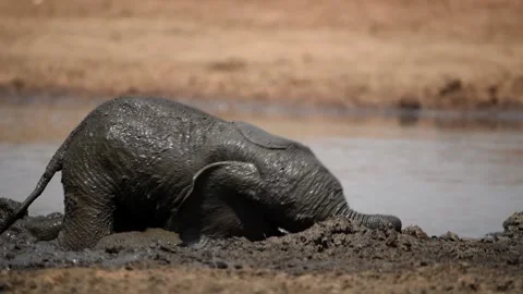 Elephant calf playing in the mud Stock Footage 132650879