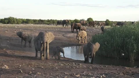 Elephant Calf runs to meet another young elephant — Part 8 스톡 동영상 320790060