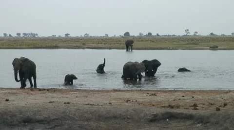 ELEPHANT CALF SPLASHES Video stock 20371244