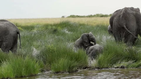 ELEPHANT CALF STANDS ON CALF Video stock 48768199