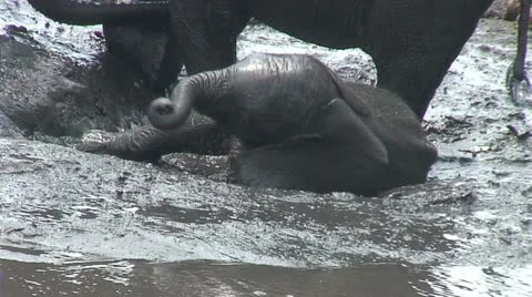 ELEPHANT CALF STRUGGLES IN MUD 動画素材 18980481