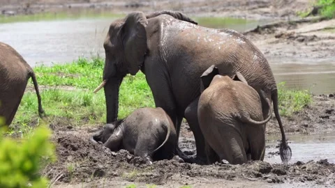 Elephant Calf Takes A Mud Bath. Stock Footage 274198833