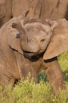 Elephant calf trunk. Stock Photos