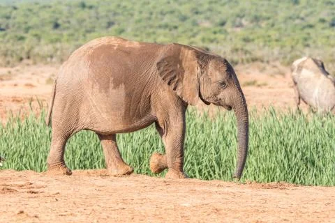Elephant calf walking Stock Photos