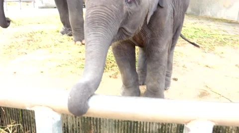 Еlephant calf wants to take the camera out of the hands of the operator. Stock Footage 48573085