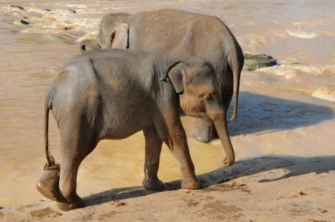 Elephant calf in the wild Stock Photos