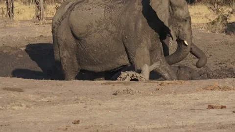 Elephant calves lying in mud as older herd keeps flinging — Savuti 스톡 동영상 319412308