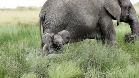 ELEPHANT CALVES PLAY Video stock 48810546