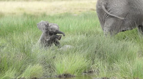 Elephant Calves Play In Grass 库存影片 51938036