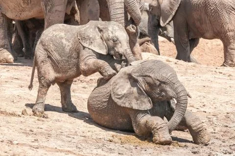 Elephant calves playing Stock-Fotos