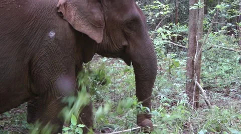Elephant, Cambodia Stock Footage 64803200