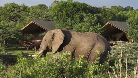 Elephant in the camp in Africa Stock Footage 81532371