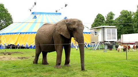 Elephant in captivity standing outside of circus tent Stock Footage 63641958