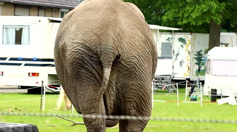 Elephant in captivity standing outside of circus tent Stock Footage 63642324