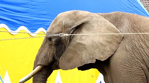 Elephant in captivity standing outside of circus tent Stock Footage 63642333