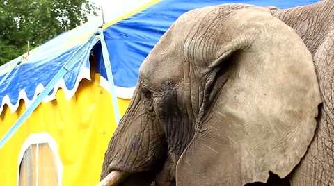 Elephant in captivity standing outside of circus tent Stock Footage 63642695