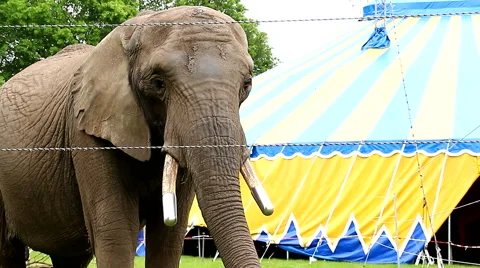 Elephant in captivity standing outside of circus tent Stock Footage 63642822